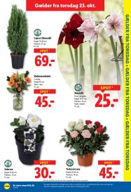 Lidl tilbudsavis fra 19.10.2025 Side.31 