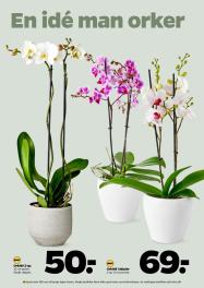 Netto tilbudsavis fra 09.08.2025 Side.29 