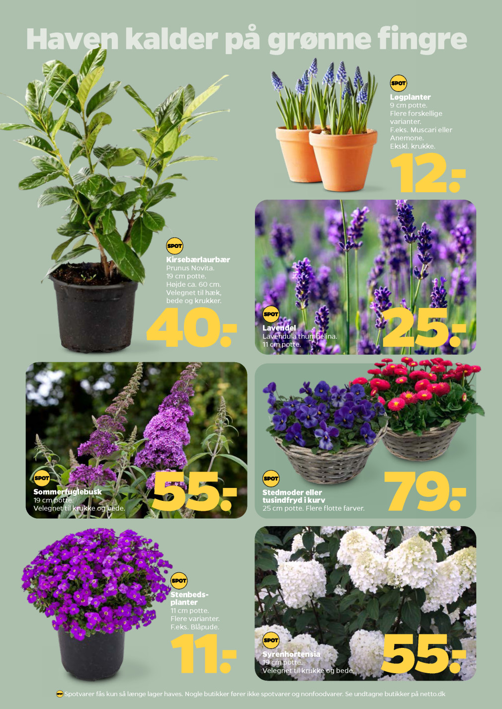 Netto tilbudsavis fra 21.03.2026 Side.30 